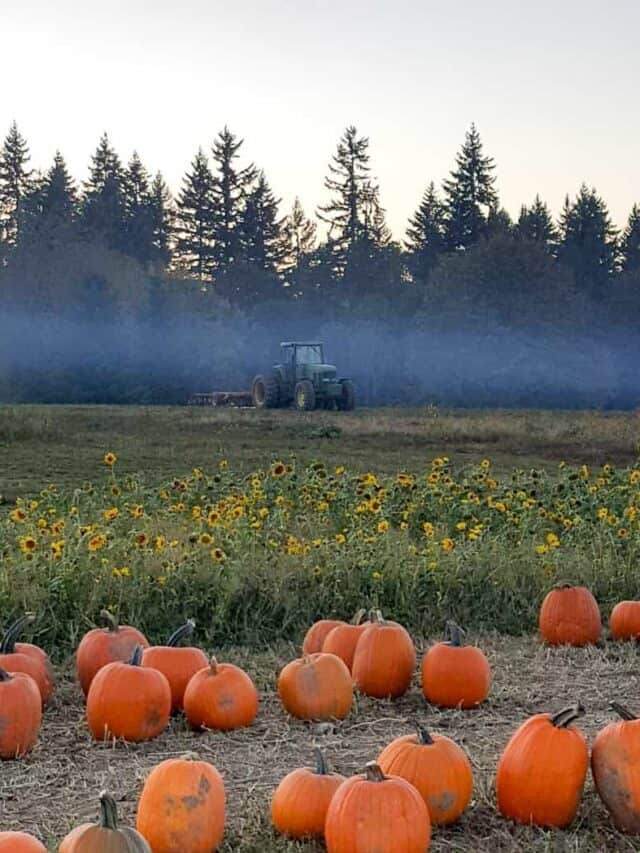 Pumpkin Farms In Oregon Travel Mad Mum