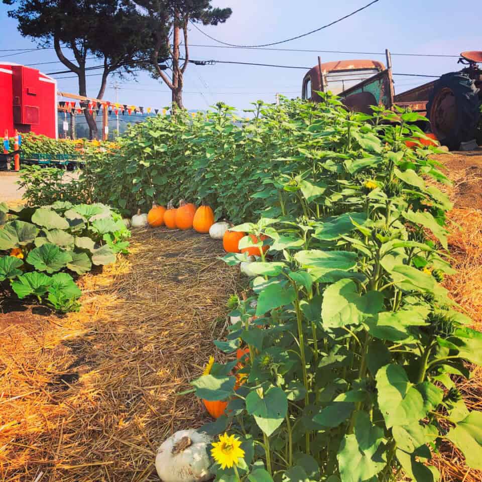 15+ Best Pumpkin Farms In California 2023