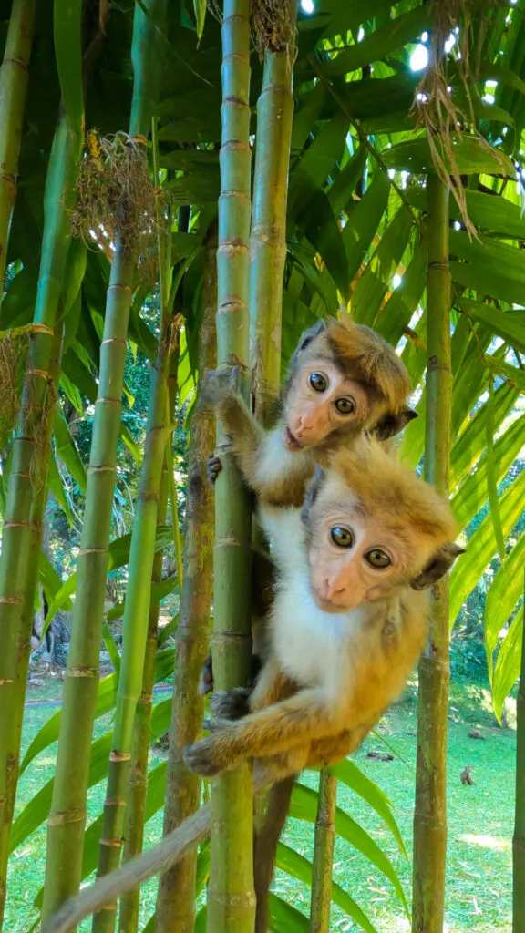 sri lanka with kids 