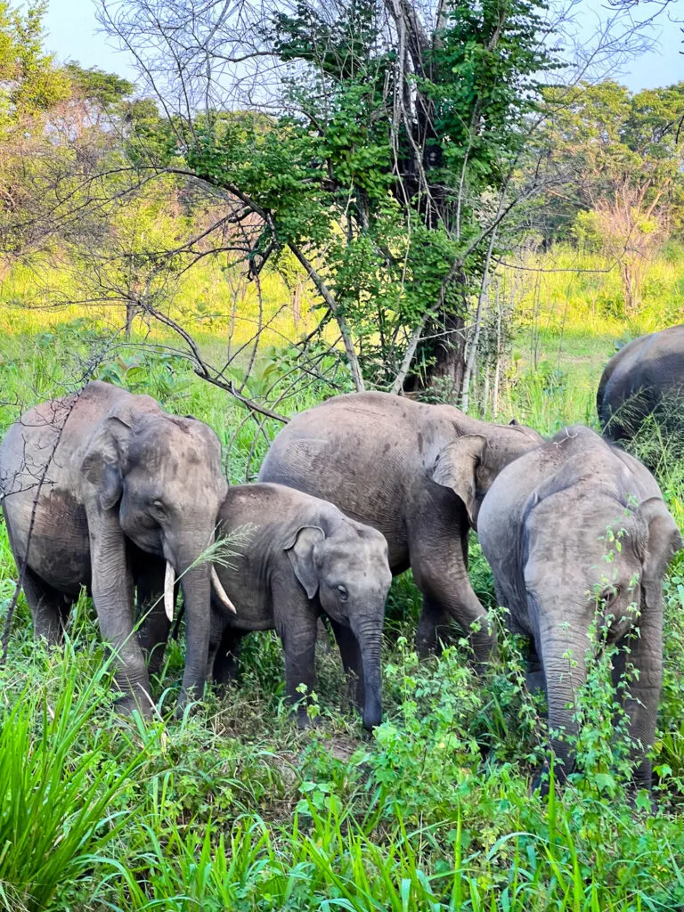 sri lanka holiday kids