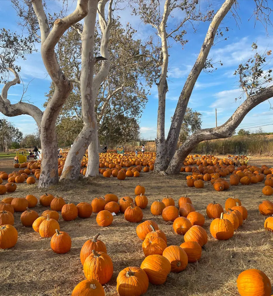 Pumpkin Farms In California