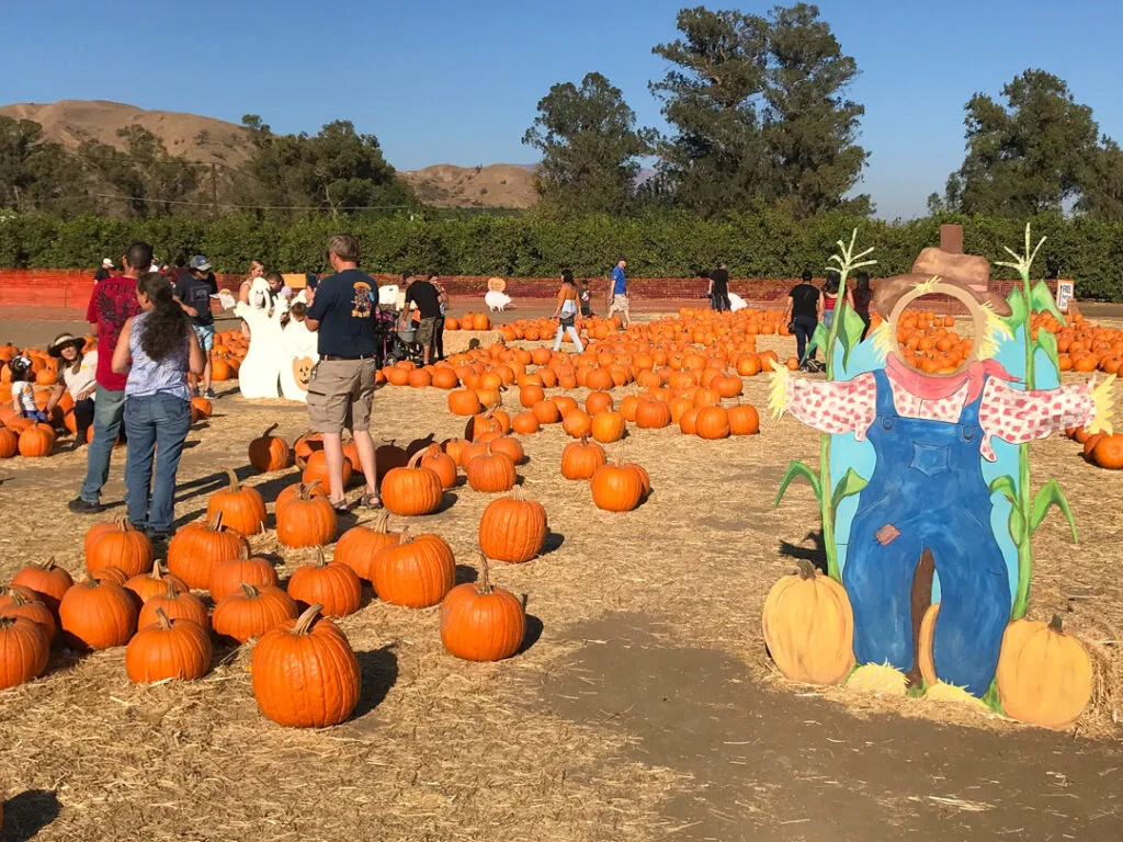 Pumpkin farms in California