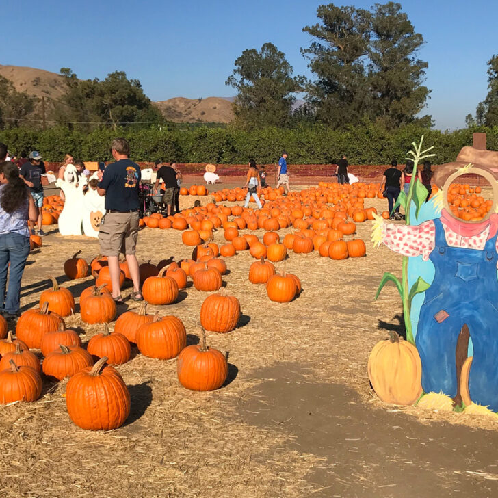 Pumpkin farms in California