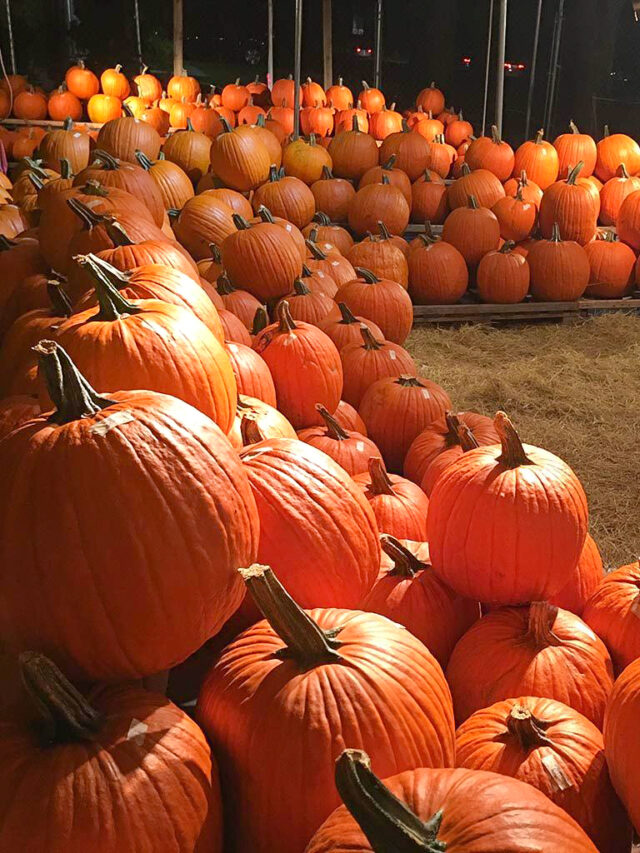12 Best Pumpkin Farms In Florida 2024