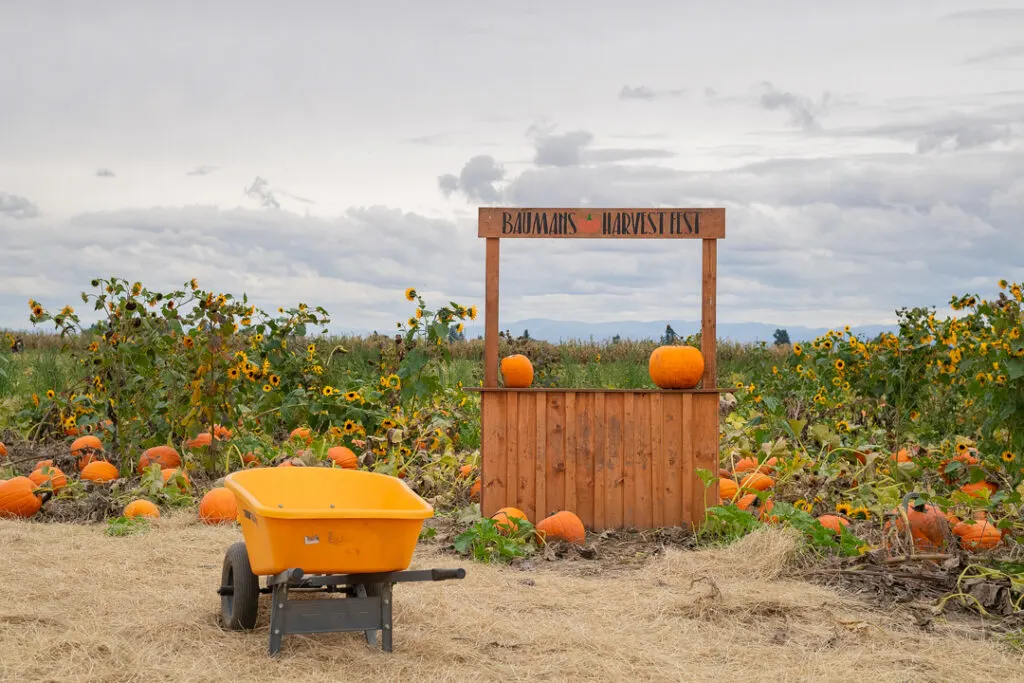 Pumpkin farms in Oregon