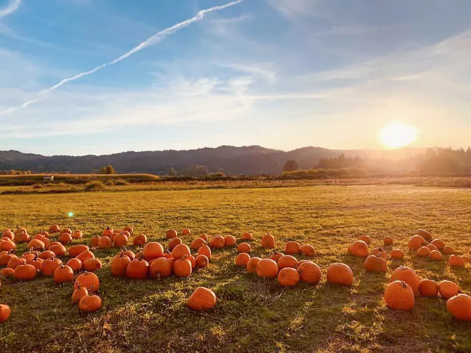 pumpkin patch in oregon ohio