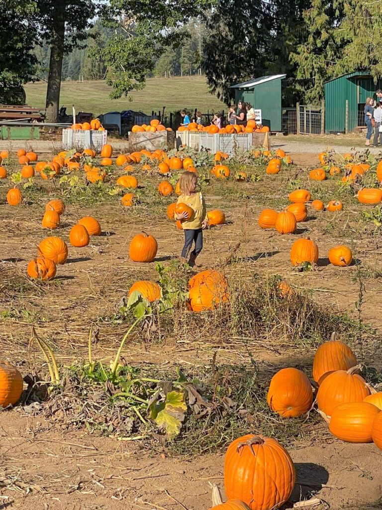 Pumpkin farms in Oregon