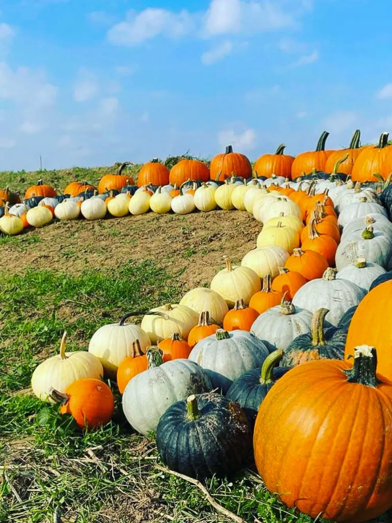 pumpkin picking rainham essex