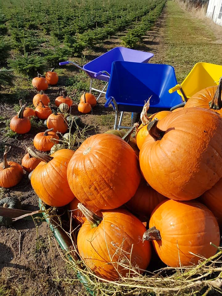 pumpkin picking battlesbridge essex