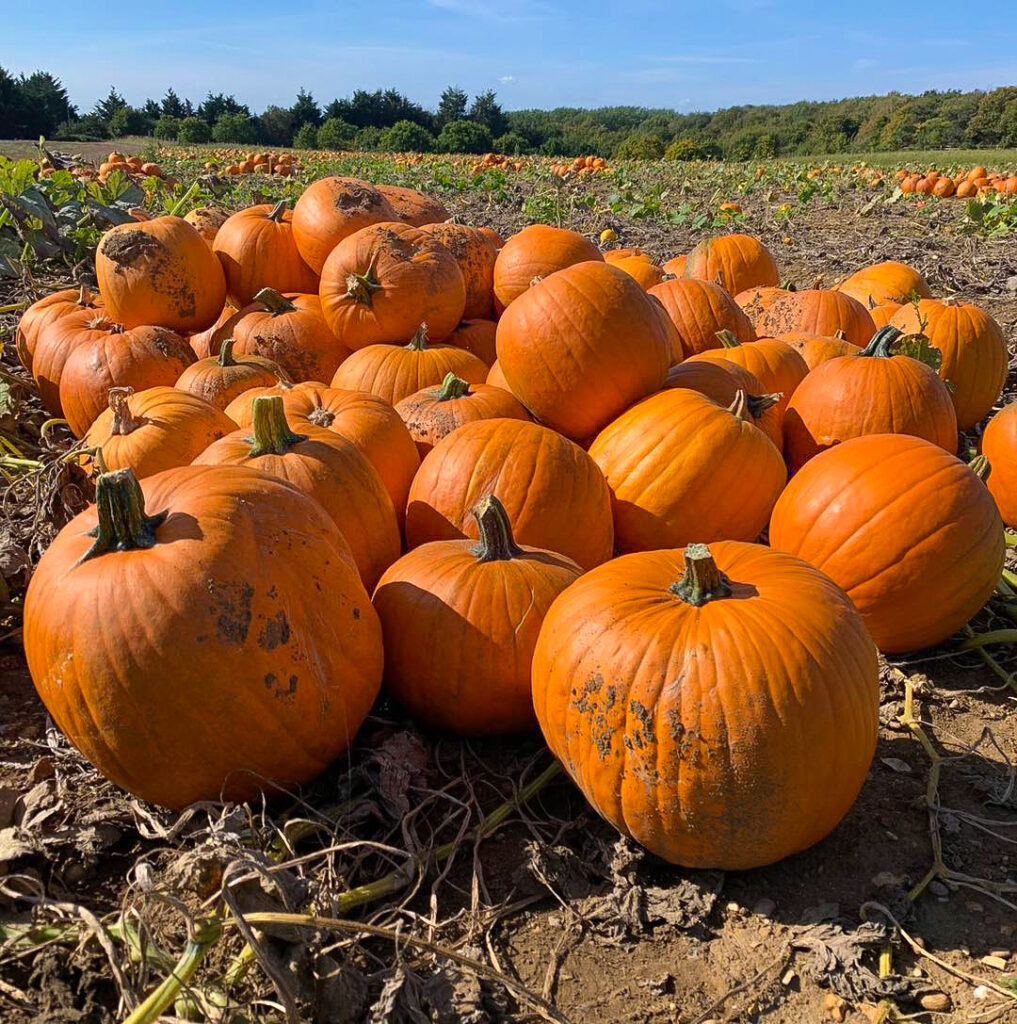 pumpkin patch near essex