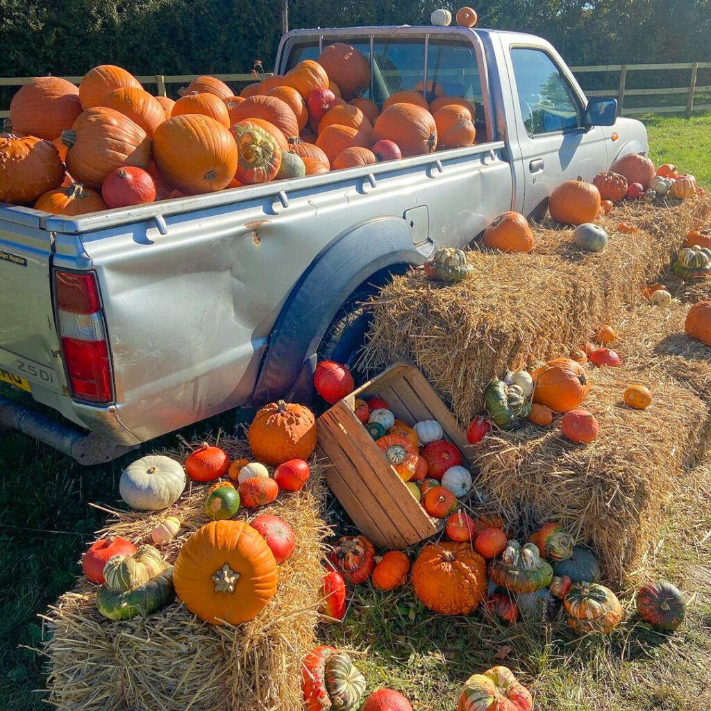 pumpkin patch essex county