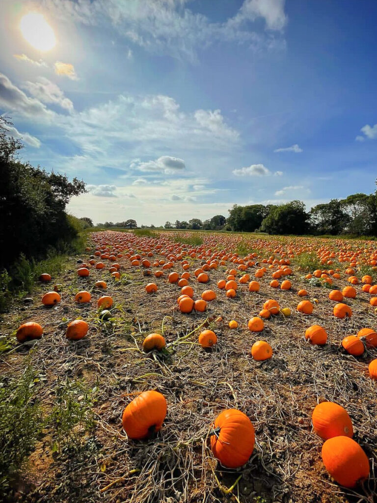 pumpkin picking essex county