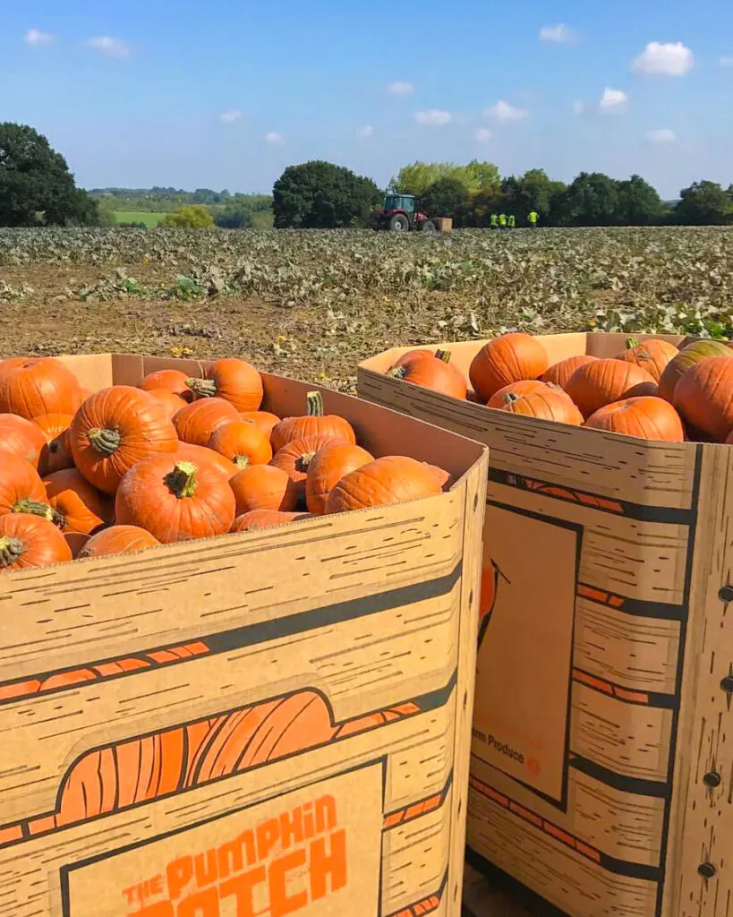 pumpkin farm essex