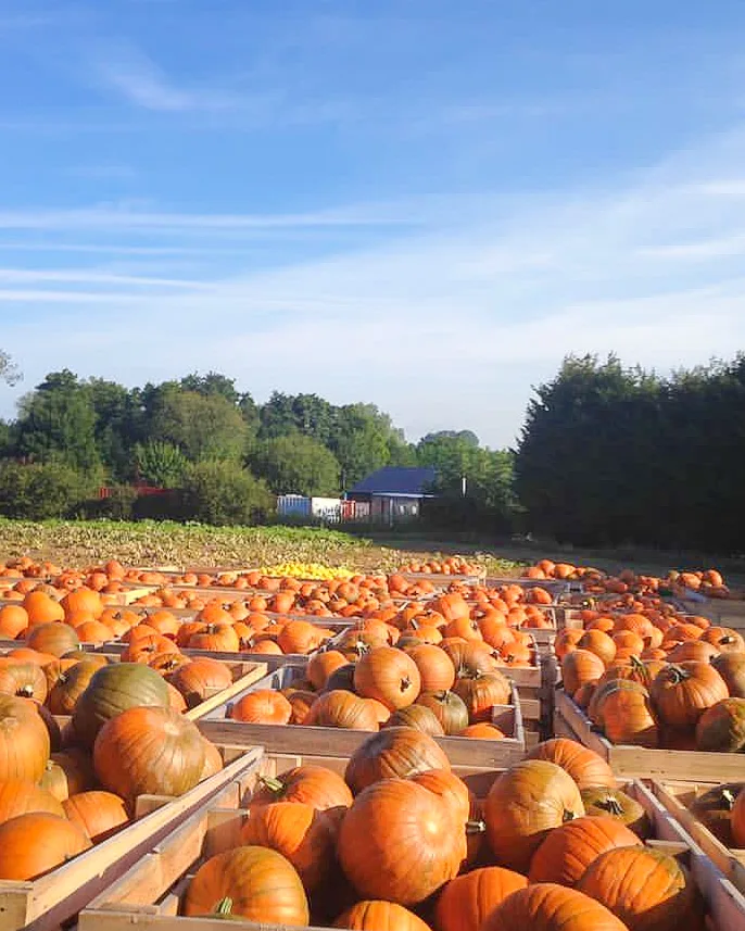 best pumpkin picking essex