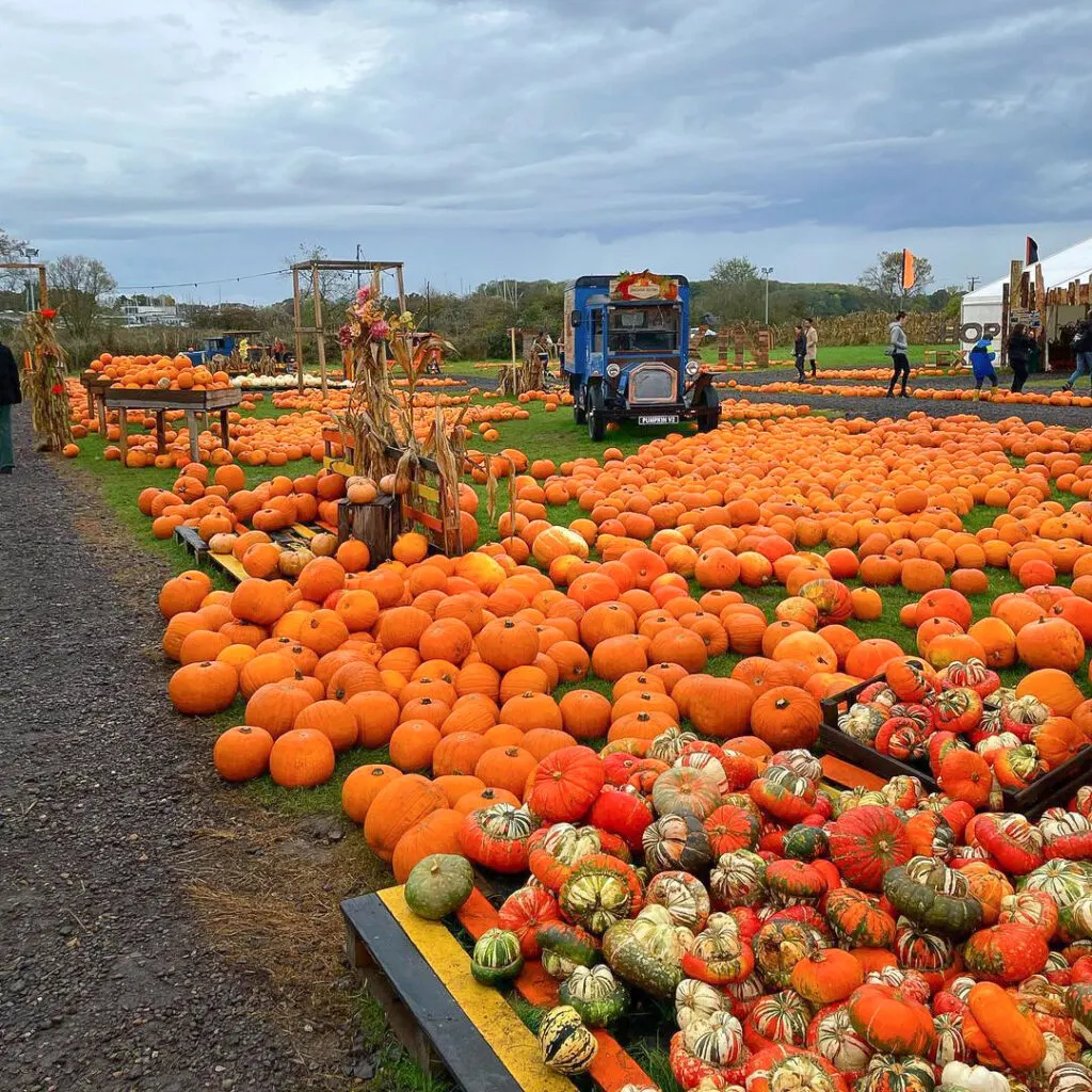 essex pumpkin picking