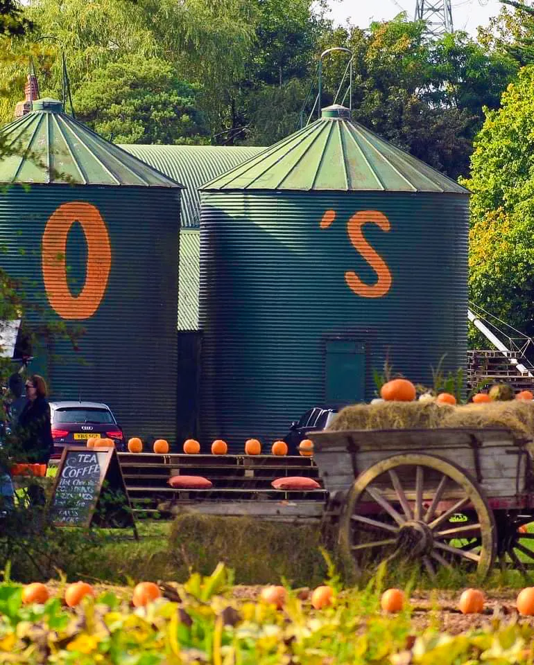 pumpkin picking village essex