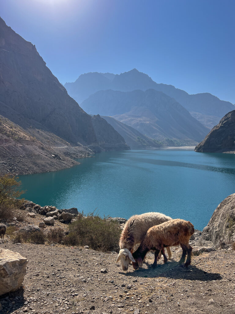wild sheep grazing in Seven Lakes Tajikistan